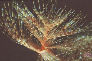 50 mm macro  an a nikon F90X by Pichot Franck 